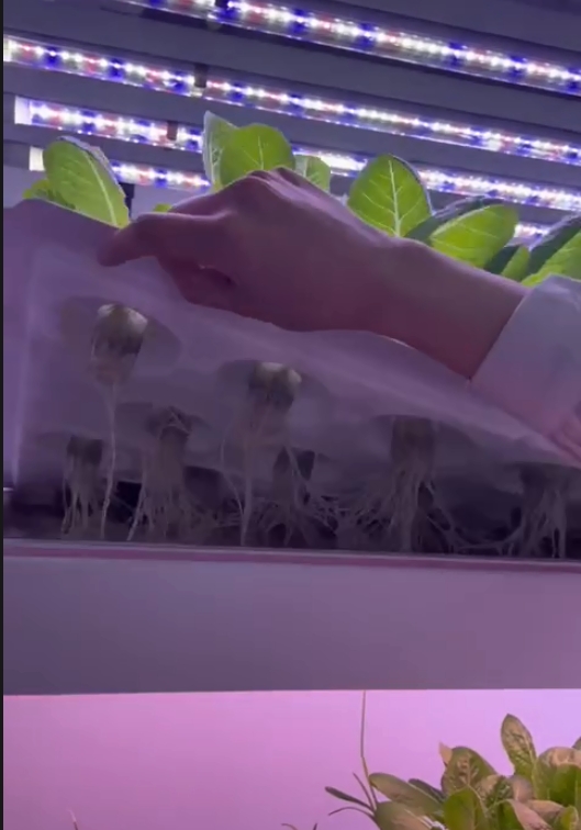 Vertical Farm Hydroponic Tower - Hydroponic Farming Agriculture reseña y precio