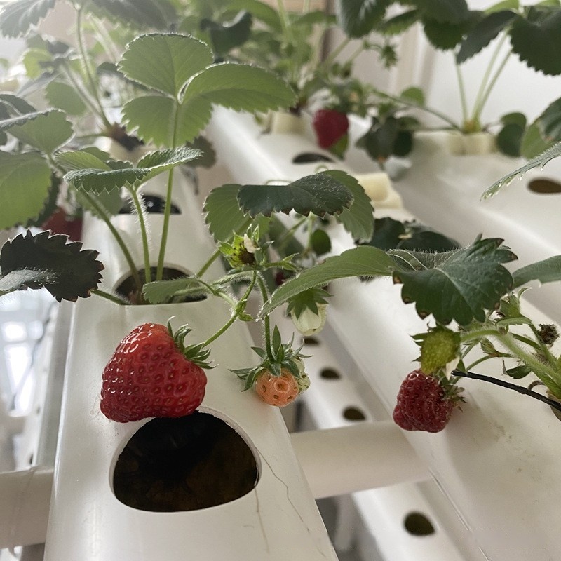 Hydroponic Channel Pipe PVC Ag - Hydroponic Farming Agriculture reseña y precio