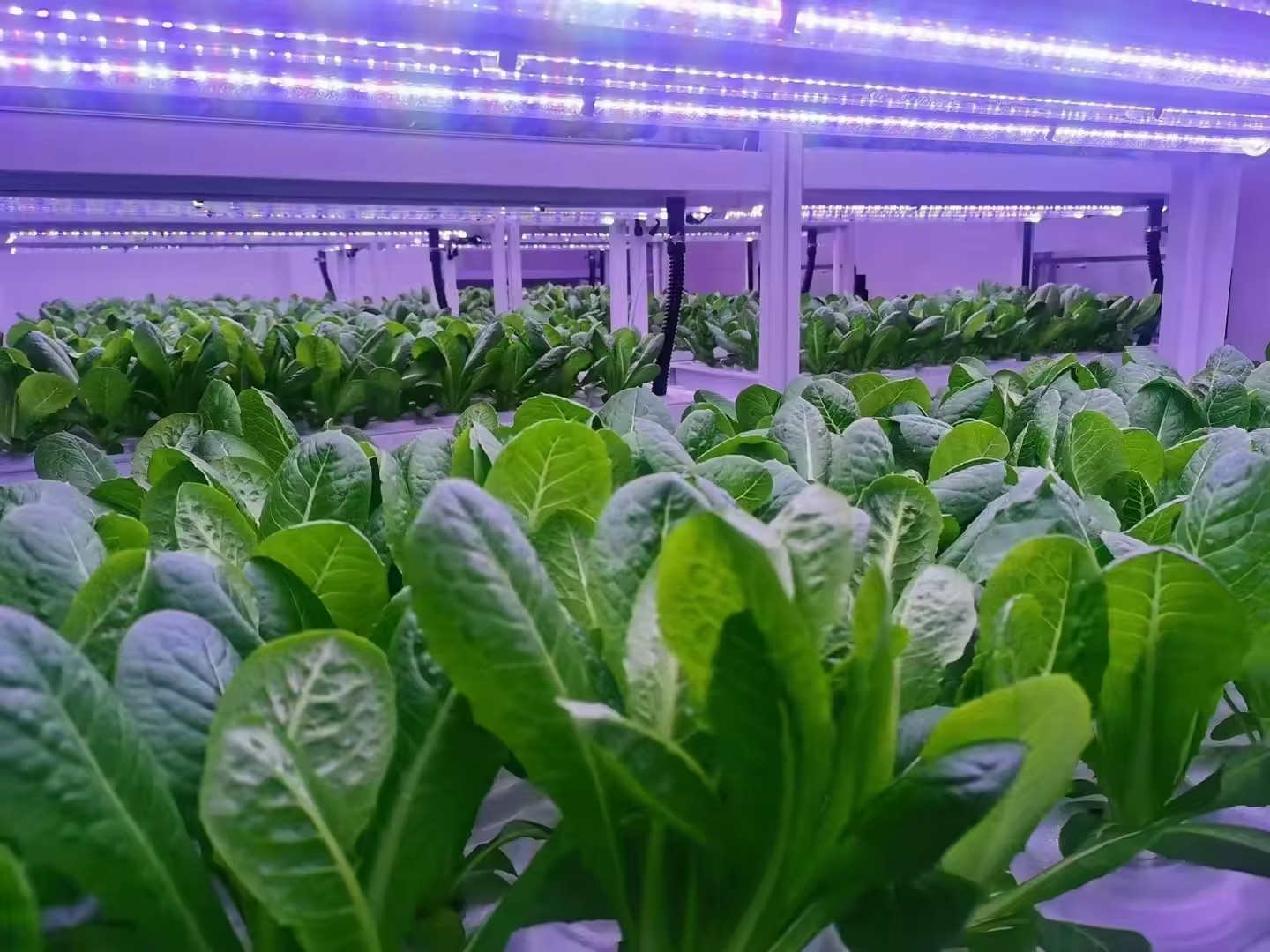 f Greenhouse Agricultural Equi - Hydroponic Farming Agriculture reseña y precio