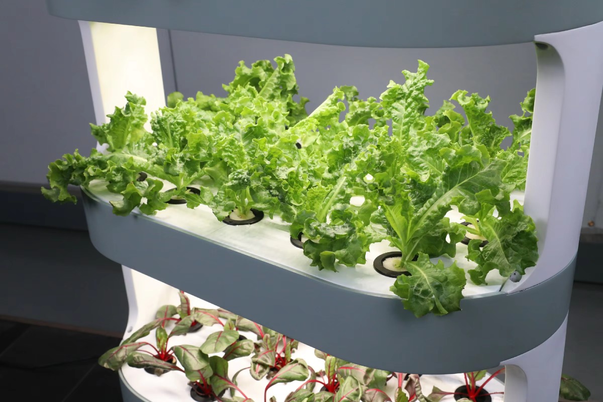 Factory Wholesale Unique Farm  - Hydroponic Farming Agriculture reseña y precio
