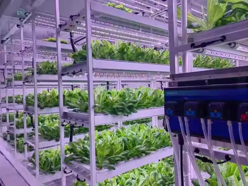 Vertical Farm Hydroponic Tower - Hydroponic Farming Agriculture reseña y precio