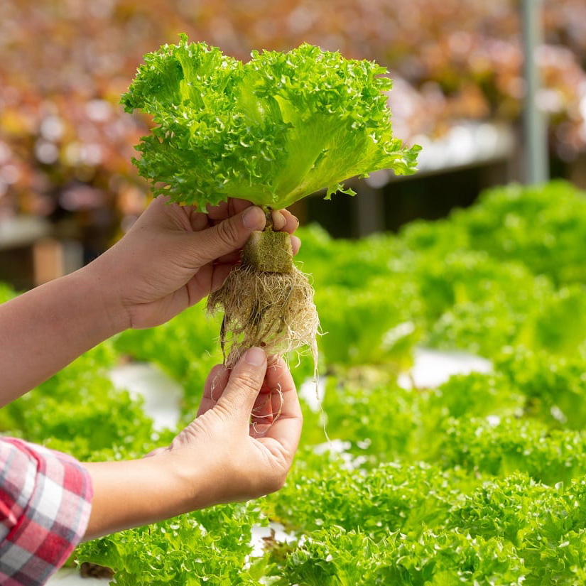 Hydroponic Greenhouse Rock Gro - Hydroponic Farming Agriculture reseña y precio
