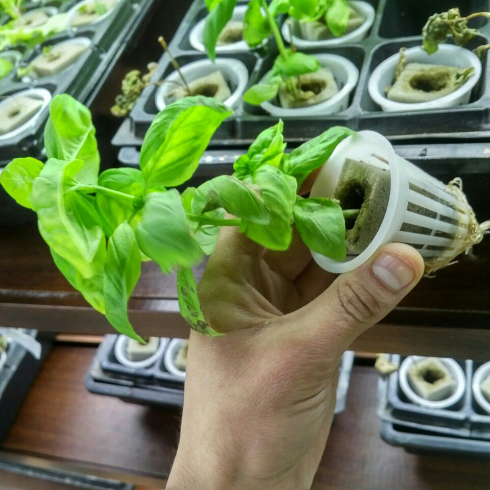 Hydroponic Greenhouse Rock Gro - Hydroponic Farming Agriculture reseña y precio