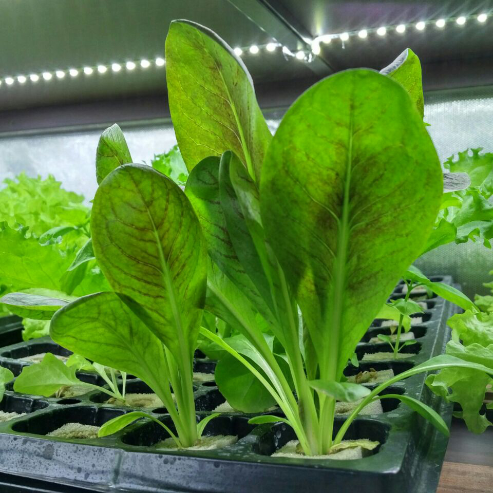 Hydroponic Greenhouse Rock Gro - Hydroponic Farming Agriculture reseña y precio