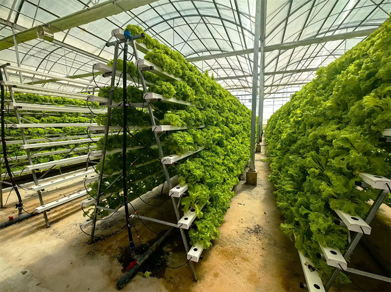 Agricultural Greenhouses Lettu - Hydroponic Farming Agriculture reseña y precio