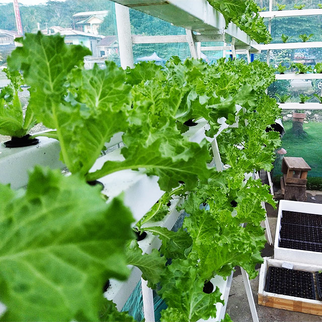 Agricultural Greenhouses Lettu - Hydroponic Farming Agriculture reseña y precio